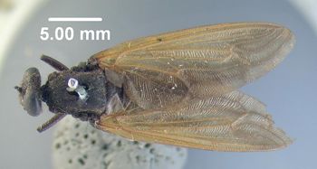Media type: image;   Entomology 10661 Aspect: habitus dorsal view